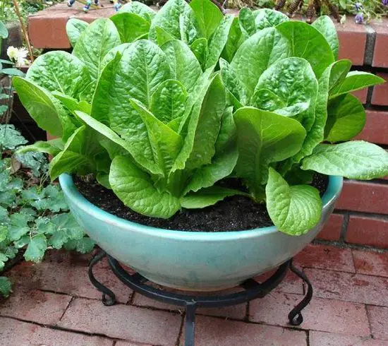 Vegetables Produced by Humans