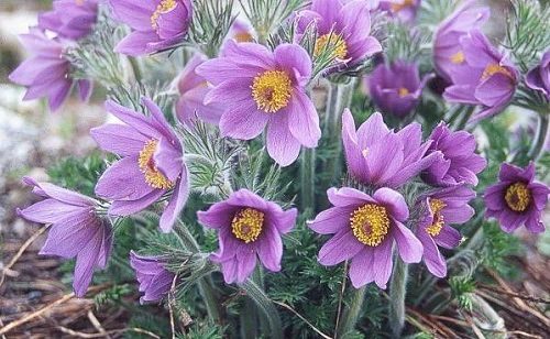 36 Types of Violet Flowers | Best Violet màu sắc Flowers 11