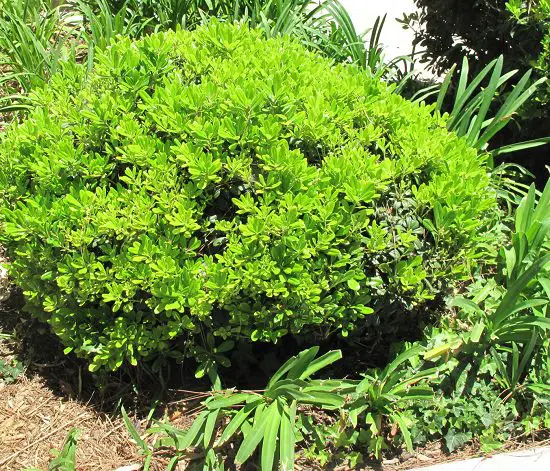 Best Pittosporum Varieties 6