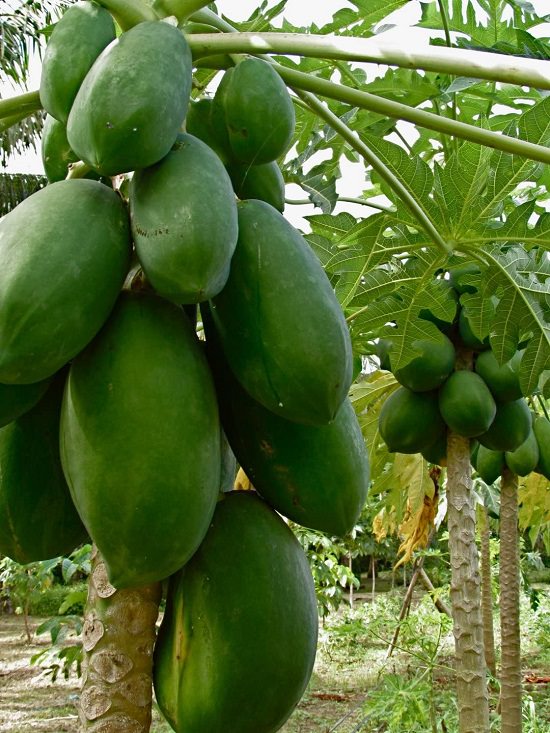 14 Different Types Of Papayas Best Tasting Papaya Variety 