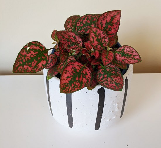 Polka Dot Plant Care 2