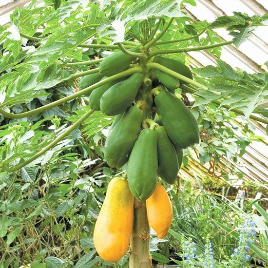 14 Different Types of Papayas | Best Tasting Papaya Variety