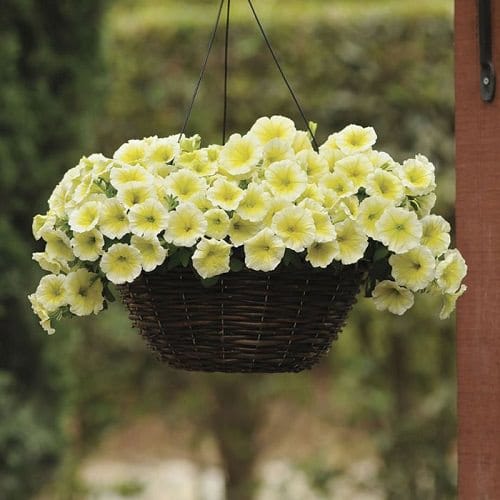 Types of Petunias 7
