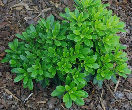 Best Pittosporum Varieties 7