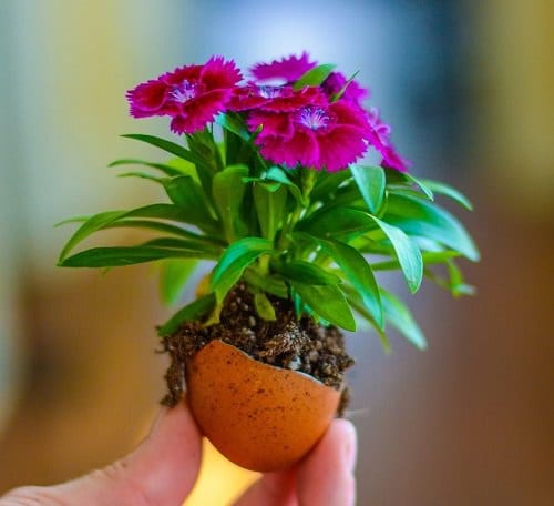 Stylish Mini Gardens For Unique Decoration 5