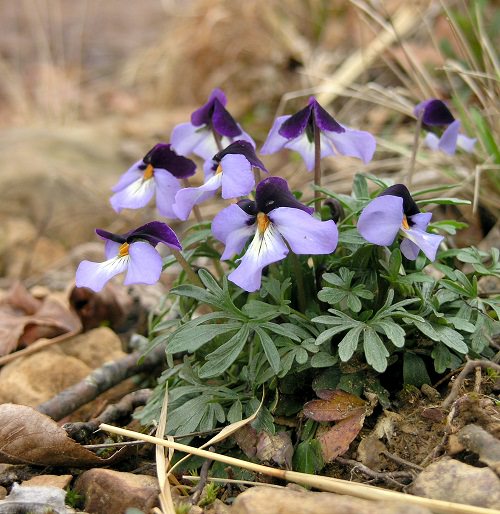 36 Types of Violet Flowers | Best Violet màu sắc Flowers 19