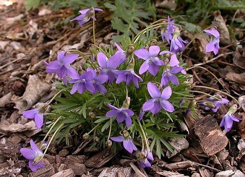 36 Types of Violet Flowers | Best Violet màu sắc Flowers 20
