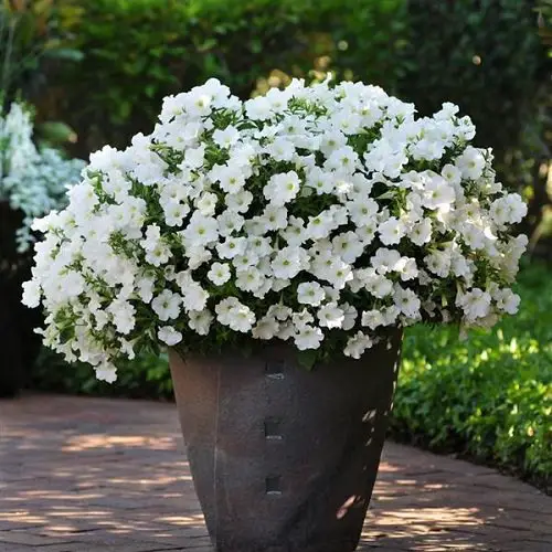 Types of Petunias 10