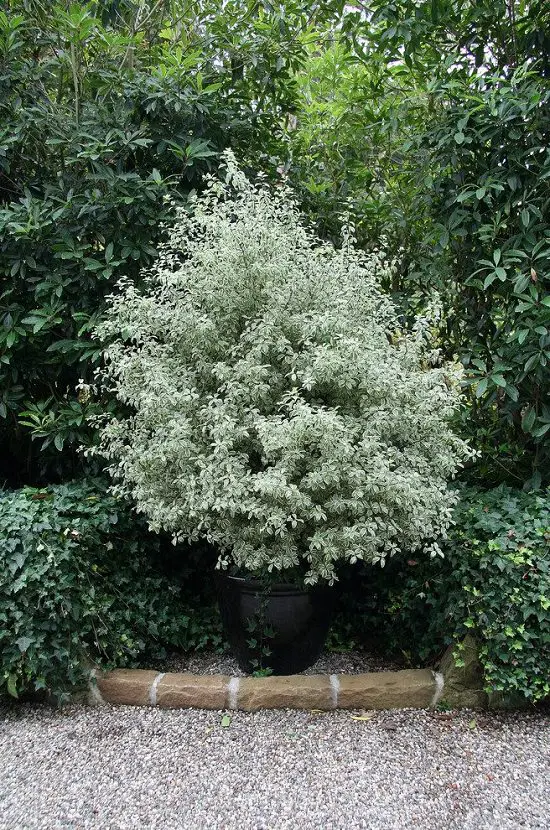 Best Pittosporum Varieties