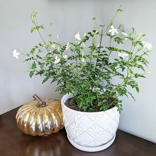 Amazing Jasmine Plant Benefits Relives Menstruation Pain