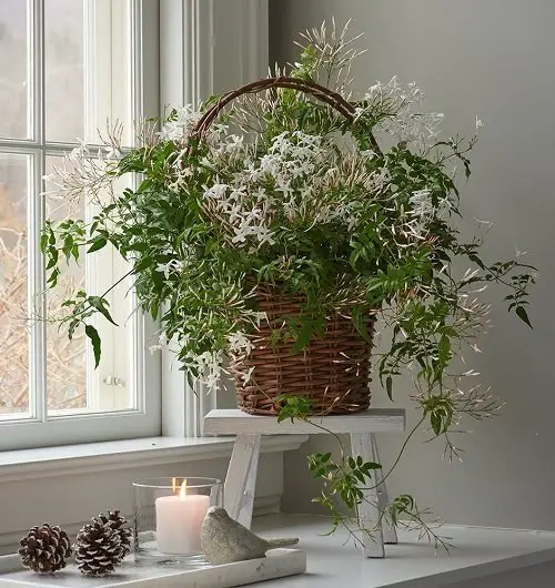 Jasmine Plant Benefits