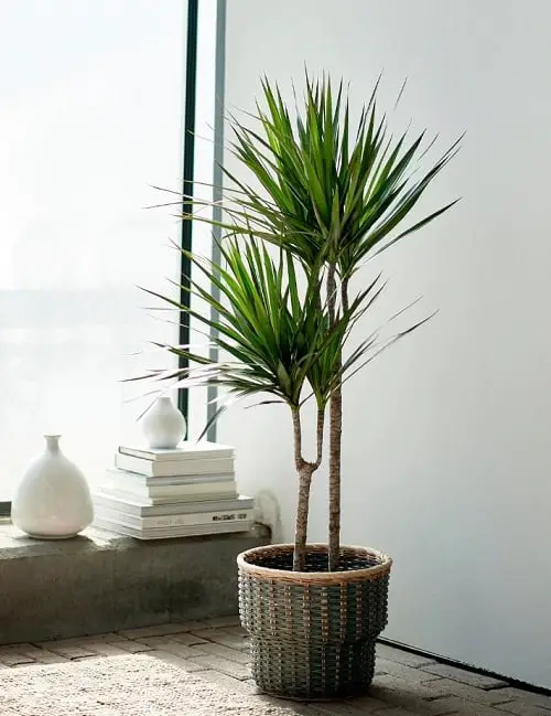 36 Best Dracaena Varieties for Indoors | Types of Dracaena Houseplants 2