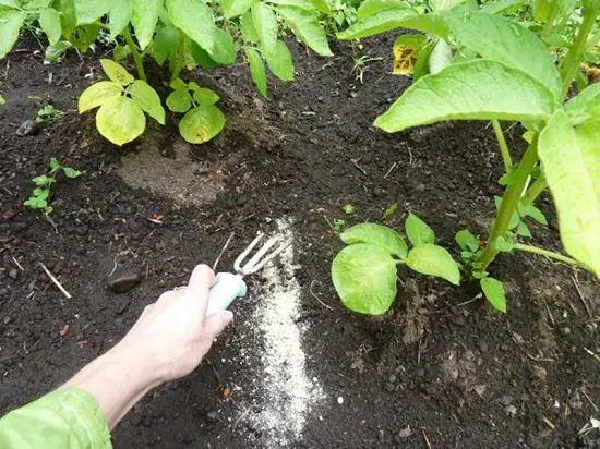 How to Make Pepper Plants Hotter 2