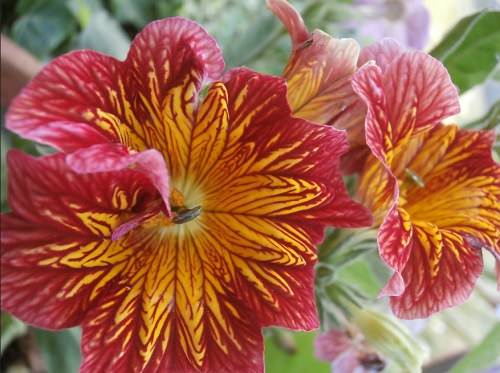 Types of Petunias 11