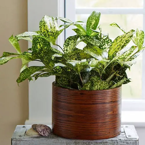 Best Dracaena Varieties for Indoors 3
