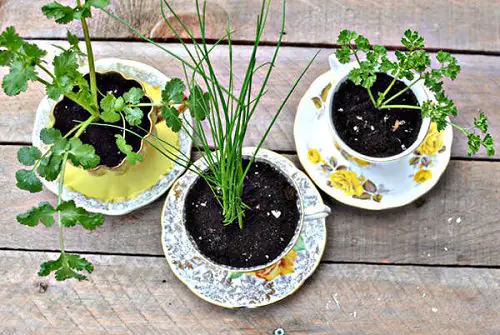 Stylish Mini Gardens For Unique Decoration 2