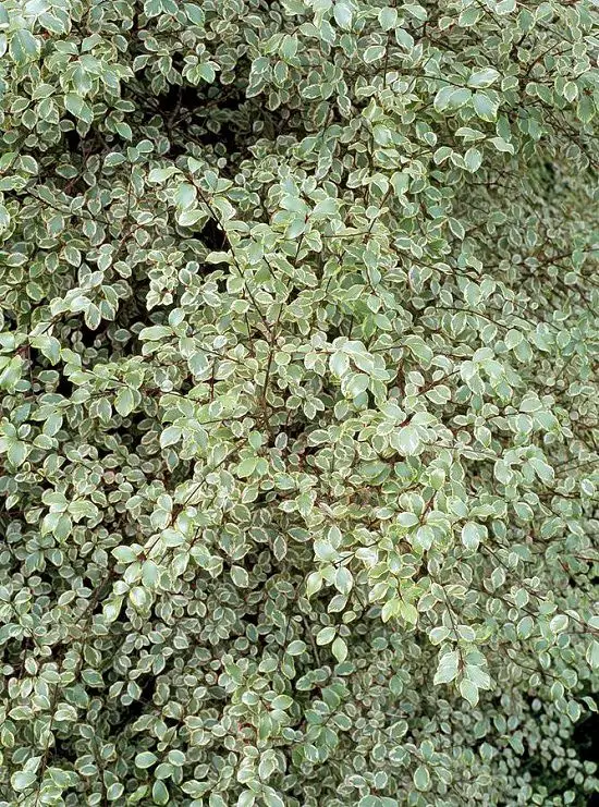 Best Pittosporum Varieties 2