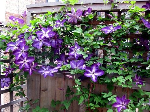 36 Types of Violet Flowers | Best Violet màu sắc Flowers 8