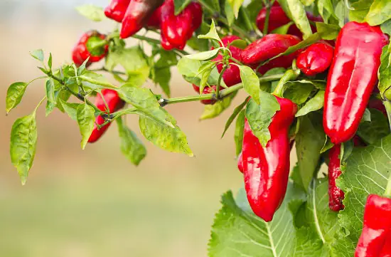 Steps to Spicy Hot Chillies 2