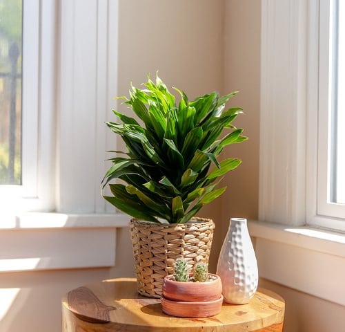 Best Dracaena Varieties for Indoors