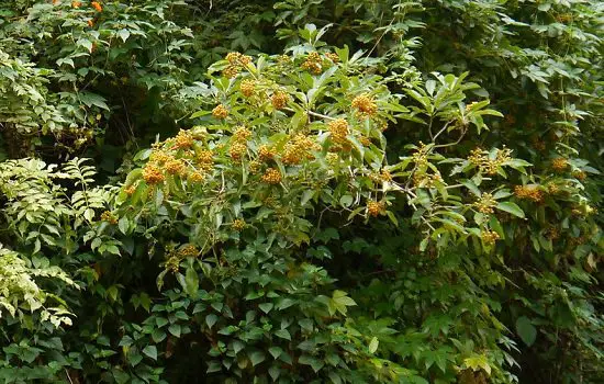 Best Pittosporum Varieties 3