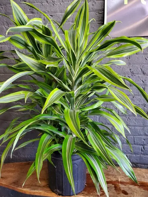 Best Dracaena Varieties for Indoors