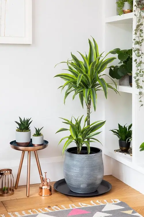 Best Dracaena Varieties for Indoors 7