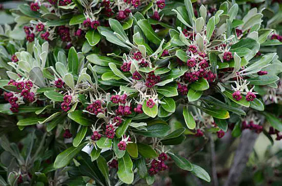 Best Pittosporum Varieties 4