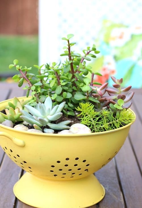 Stylish Mini Gardens For Unique Decoration 3