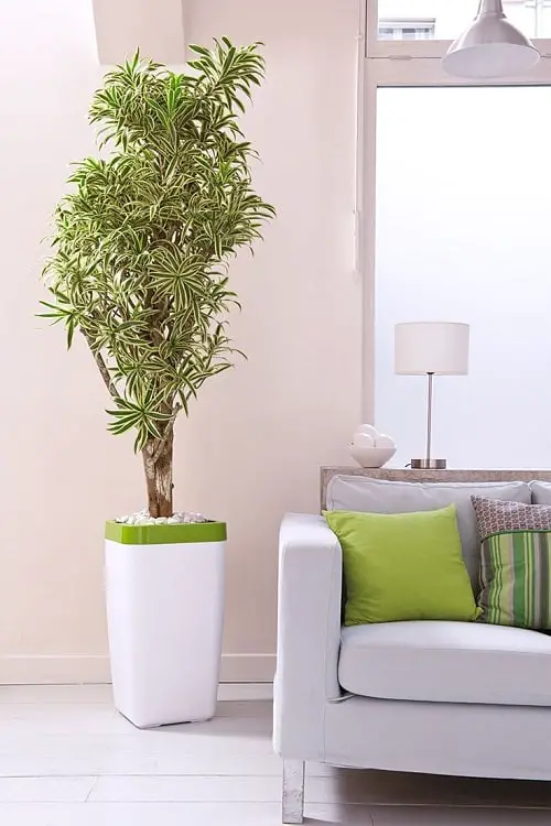 beautiful Best Dracaena Varieties for Indoors