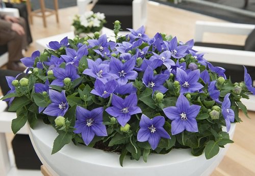 36 Types of Violet Flowers | Best Violet màu sắc Flowers 10