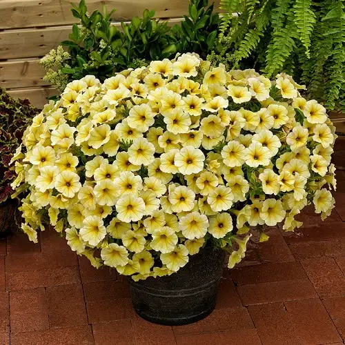 Types of Petunias 5
