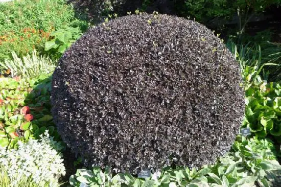 Best Pittosporum Varieties 5