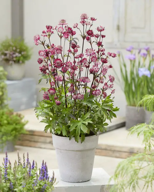 How to Grow Astrantia
