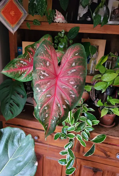 Impressive Red Indoor Plants 4