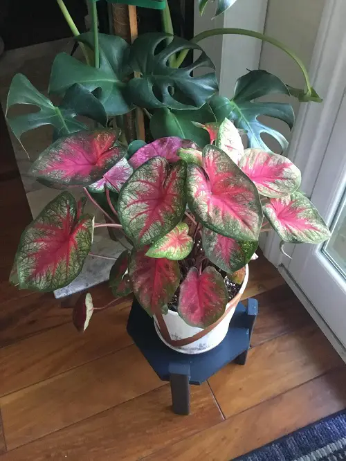 Impressive Red Indoor Plants 4