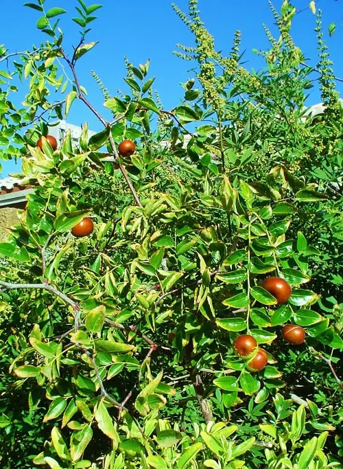 How to Grow a Jujube Tree 2
