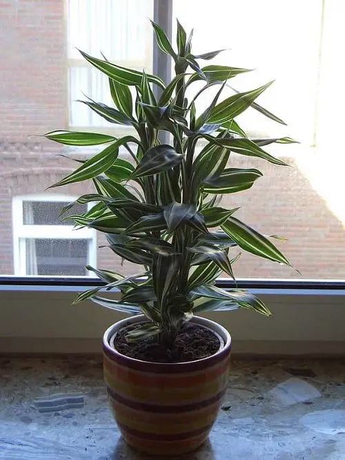 36 Best Dracaena Varieties for Indoors 