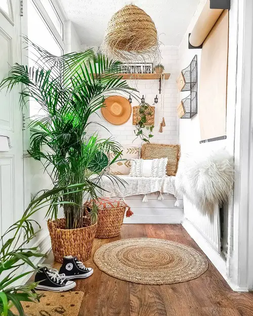 Grow Areca Palm