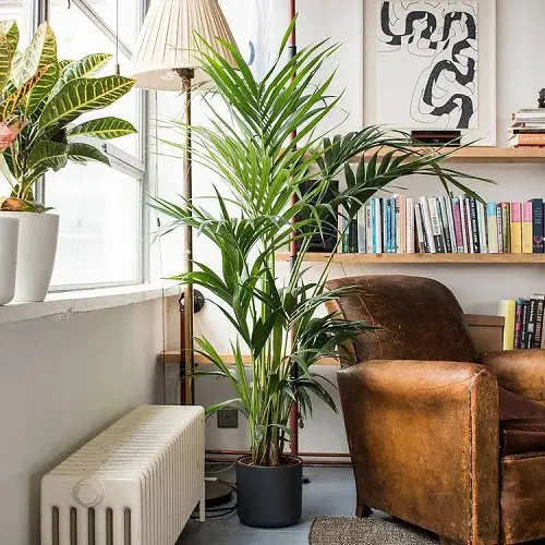 Requirements for Growing Areca Palm Indoors