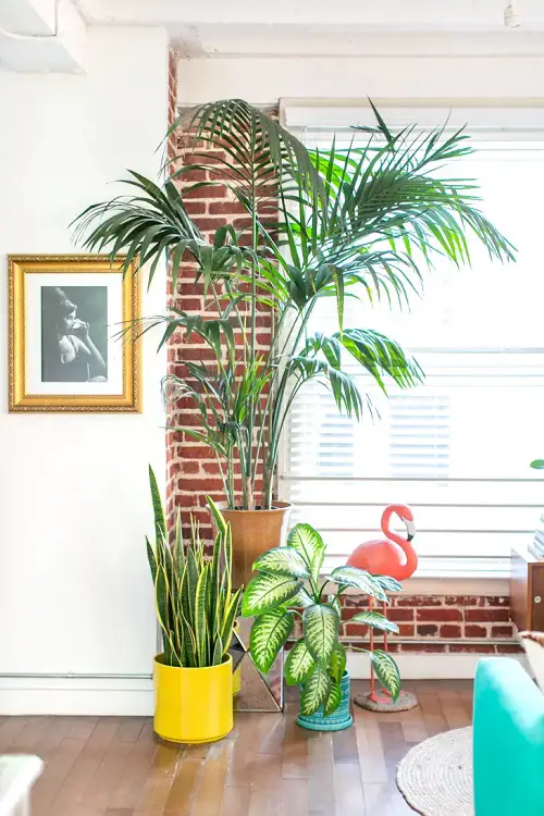 Growing Areca Palm Indoors