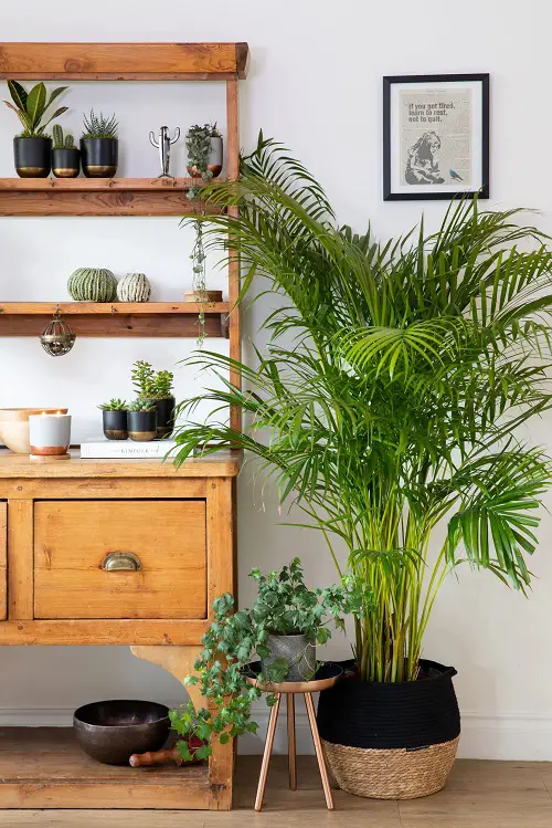 Areca Palm Care Indoors