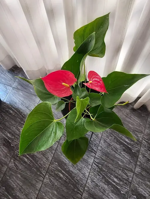 Houseplants with Red Leaves 2