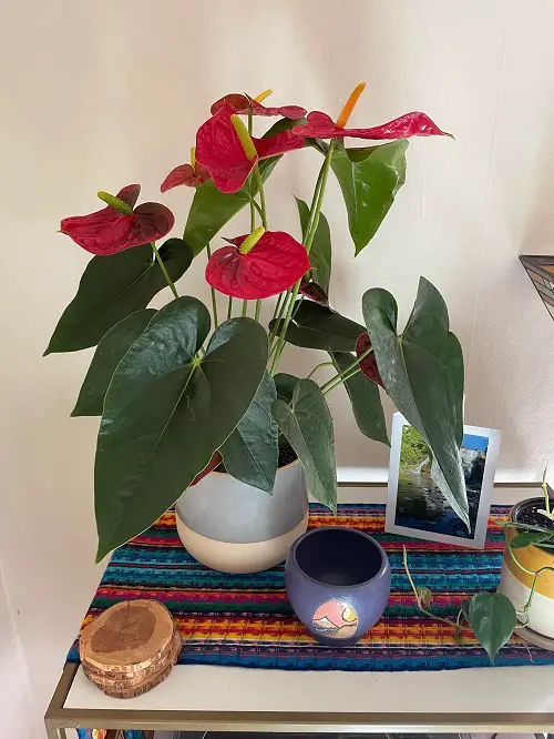 Houseplants with Red Leaves 2