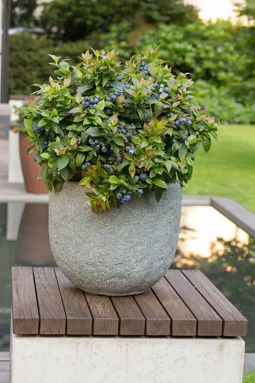 How to Grow Blueberry in Container