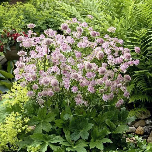 Requirements for Growing Astrantia
