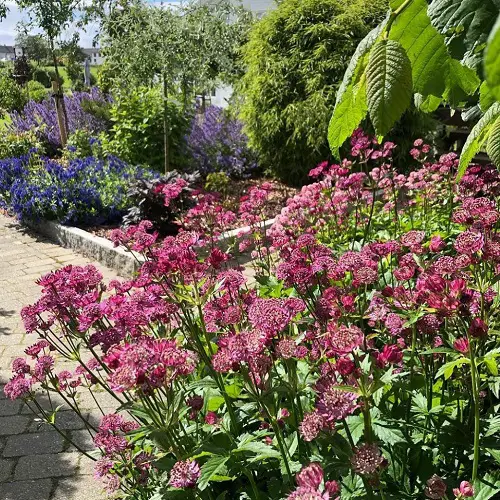 Astrantia Plant Care