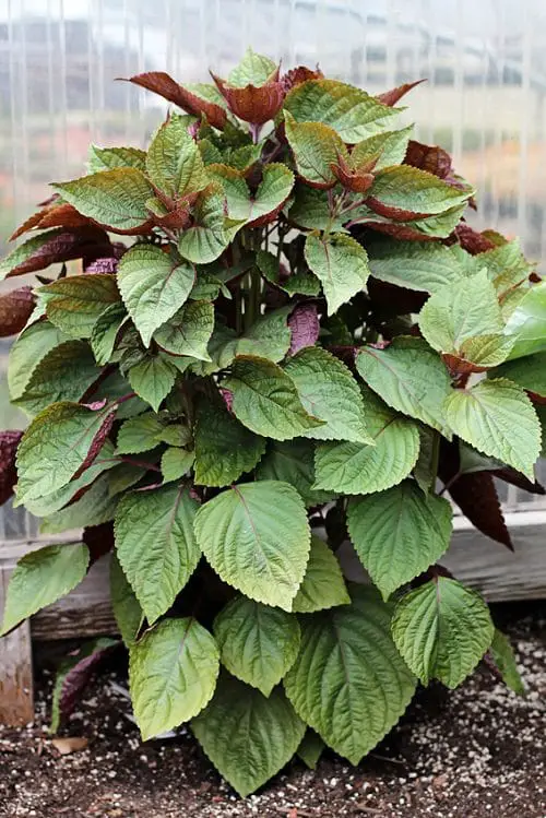 Growing Shiso 2