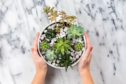 succulent's container decoration