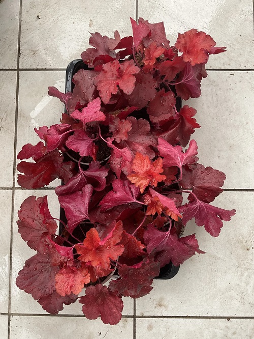 Heuchera